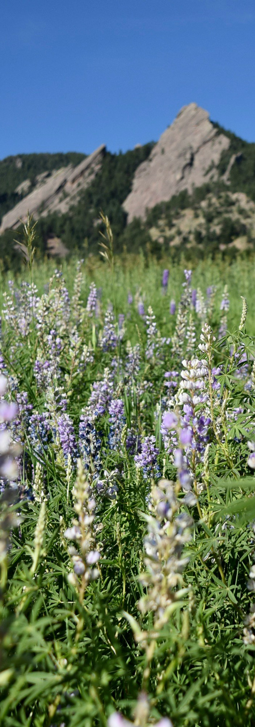Flatiron mountains in Boulder, CO showing purple flowers in spring with blue sky - right piece