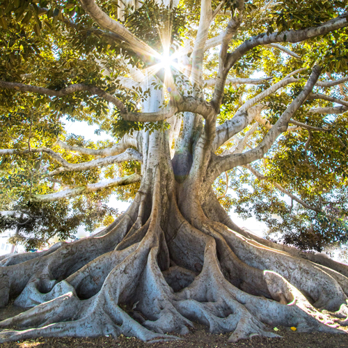 Movement - Acupuncture Classical Five-Element Sun breaking through tall Baton deciduous tree with massive root structure - representing MOVEMENT one of the acupuncture elemental therapy elements