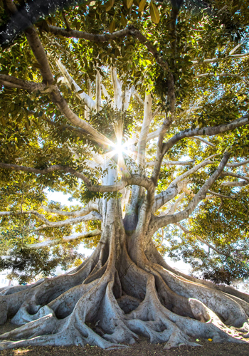Sun breaking through tall Baton deciduous tree with massive root structure - representing MOVEMENT one of the acupuncture elemental therapy elements - taller version